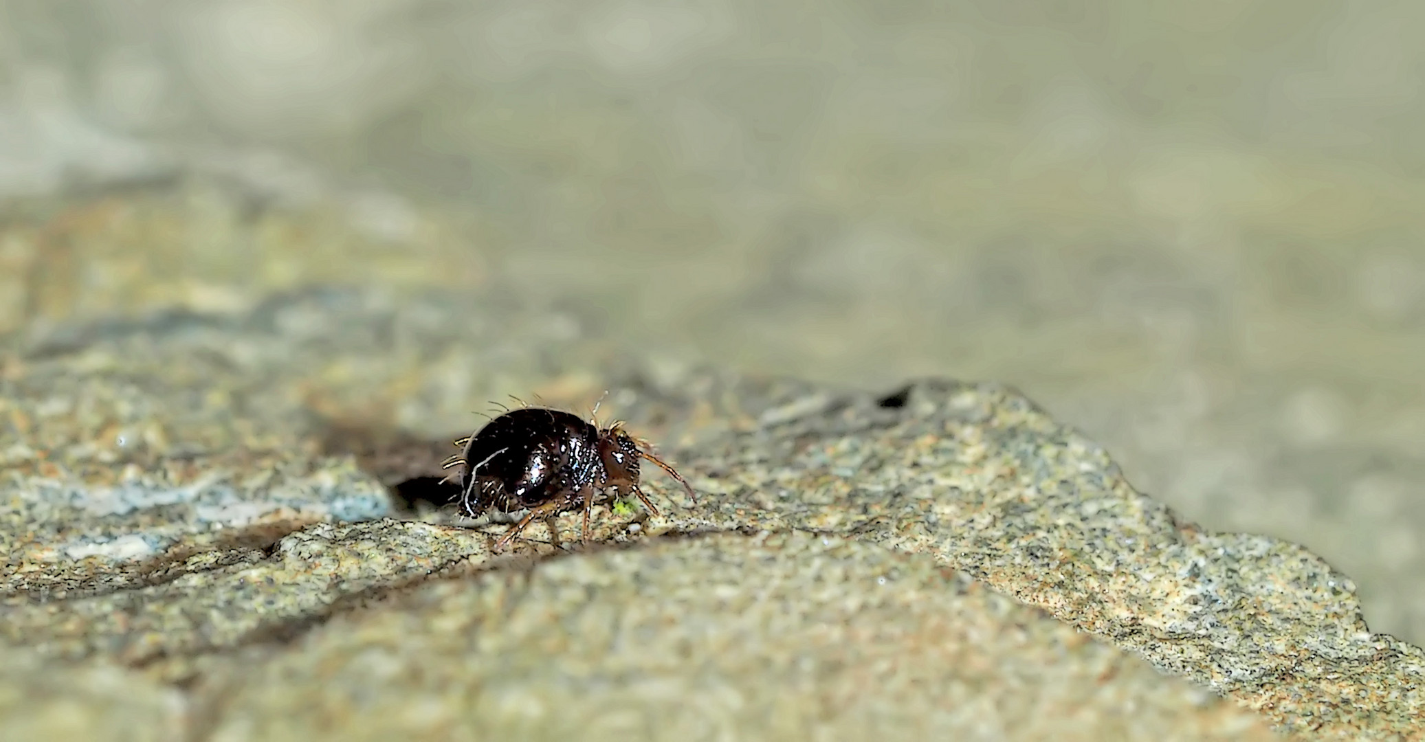 Ein Ur-Insekt: Der Dunkelbraune Kugelspringer (Allacma fusca).  - Allacma, un genre de collemboles.