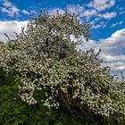 Ein uralter Apfelbaum