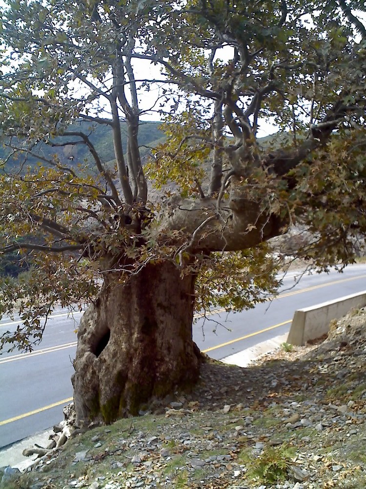 ein uralter baum am straßenrand