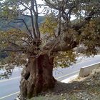 ein uralter baum am straßenrand