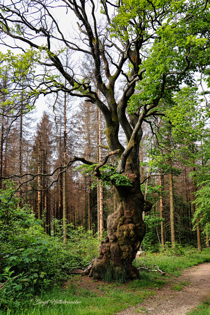 Ein uralter Grenzbaum