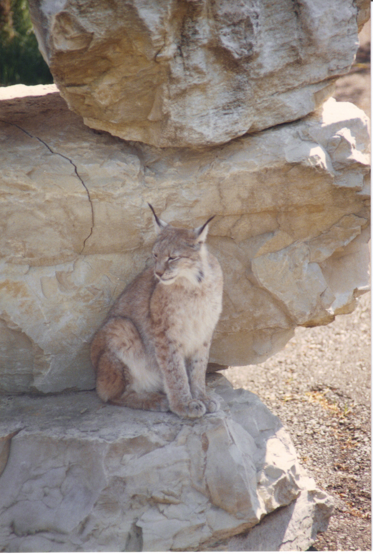 ein uralter Luchs...