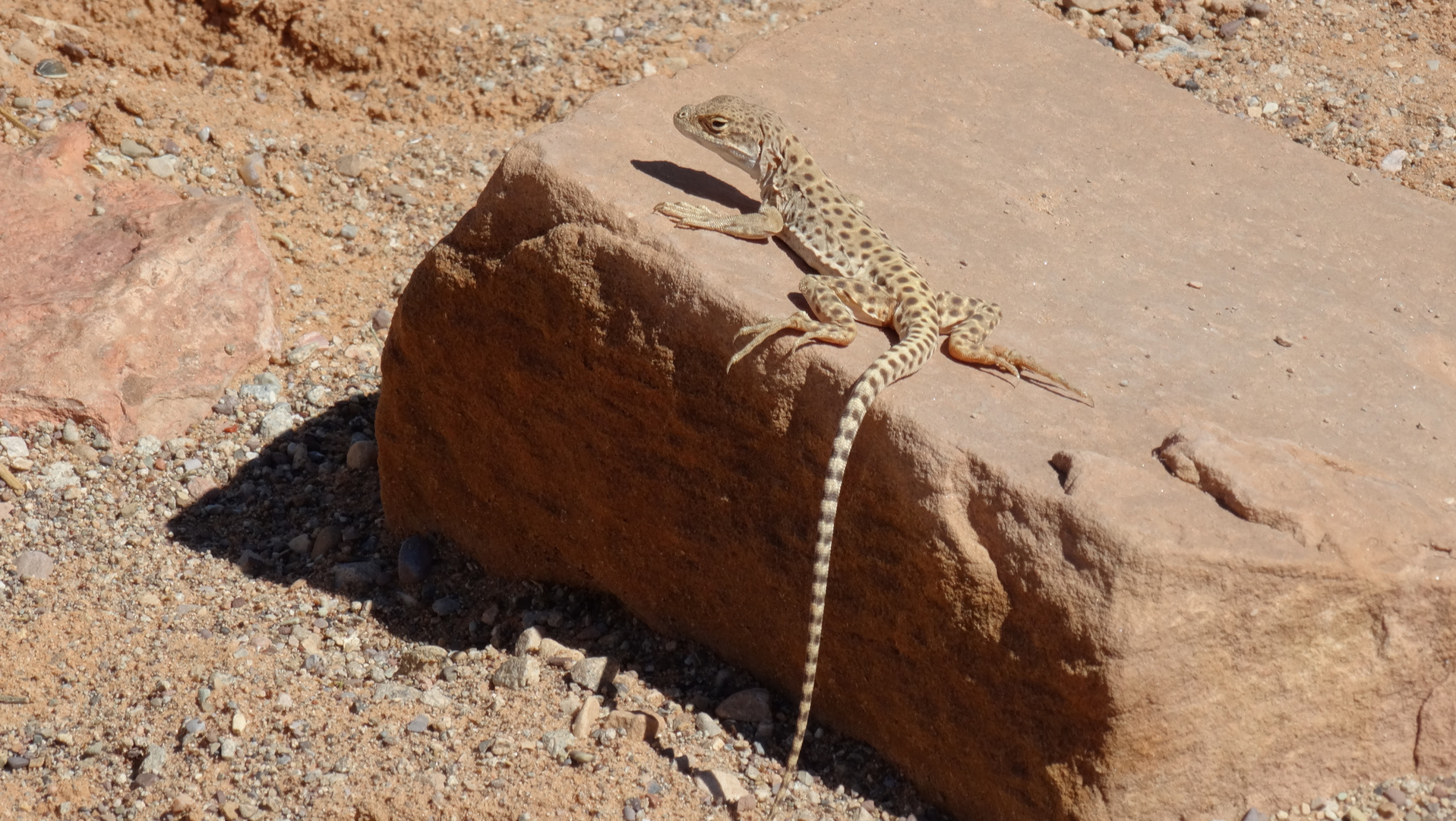 Ein Ureinwohner im Arches NP