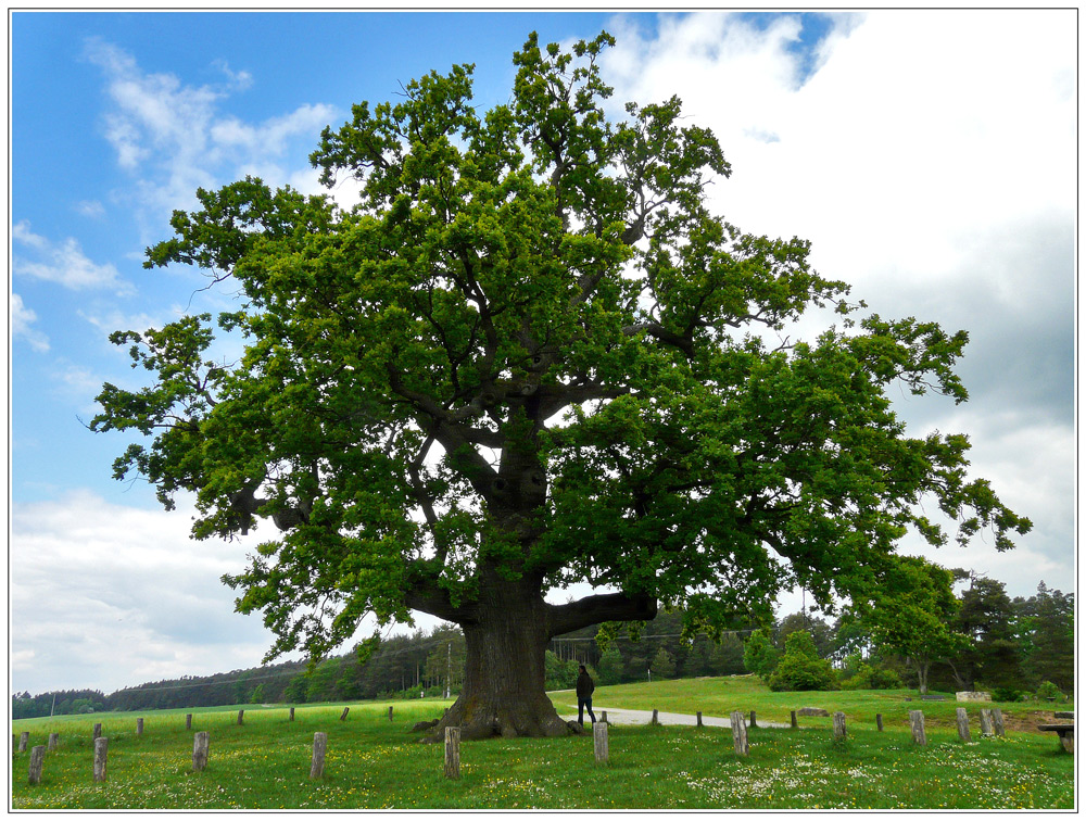 Ein uriger Baum - Die Kreuzeiche bei Ansbach