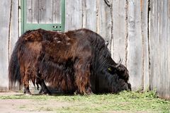 ein uriges Bison