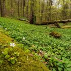 Ein Urwald entsteht