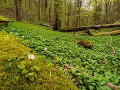 Ein Urwald entsteht