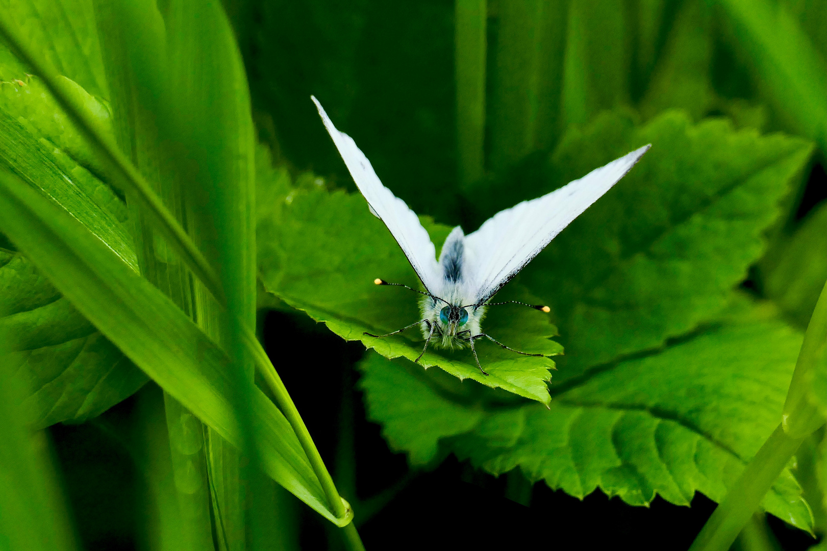 Ein Urwald für Schmetterlinge 