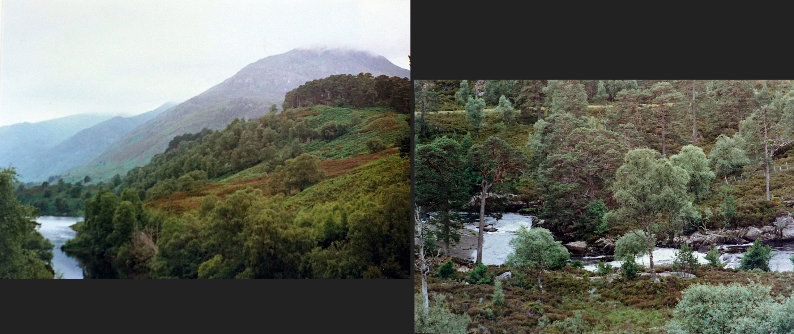 Ein Urwald in Schottland