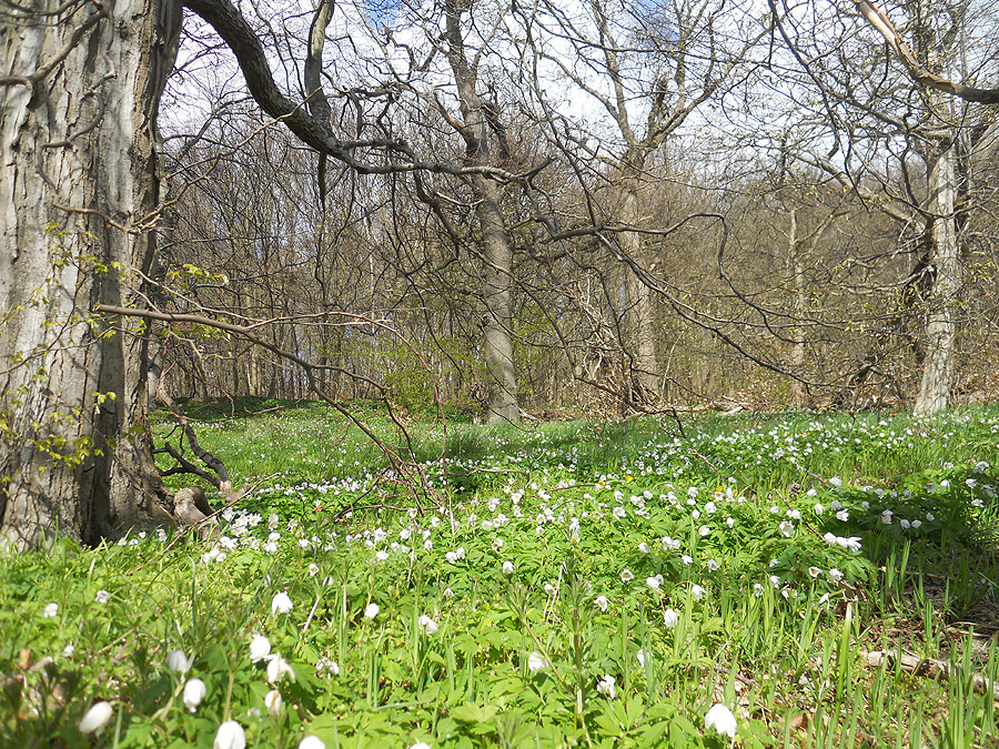 Ein Urwald voller Anemonen