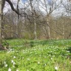 Ein Urwald voller Anemonen