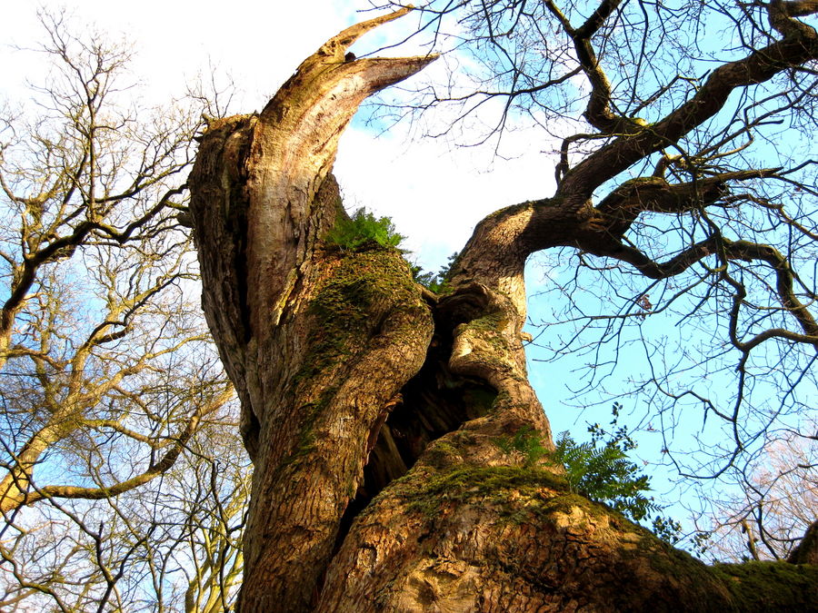 ein urwaldbaum...