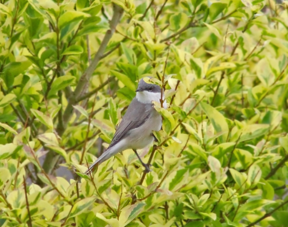 ein "UVO", ein unbekanntes Vogel-Objekt