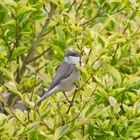 ein "UVO", ein unbekanntes Vogel-Objekt