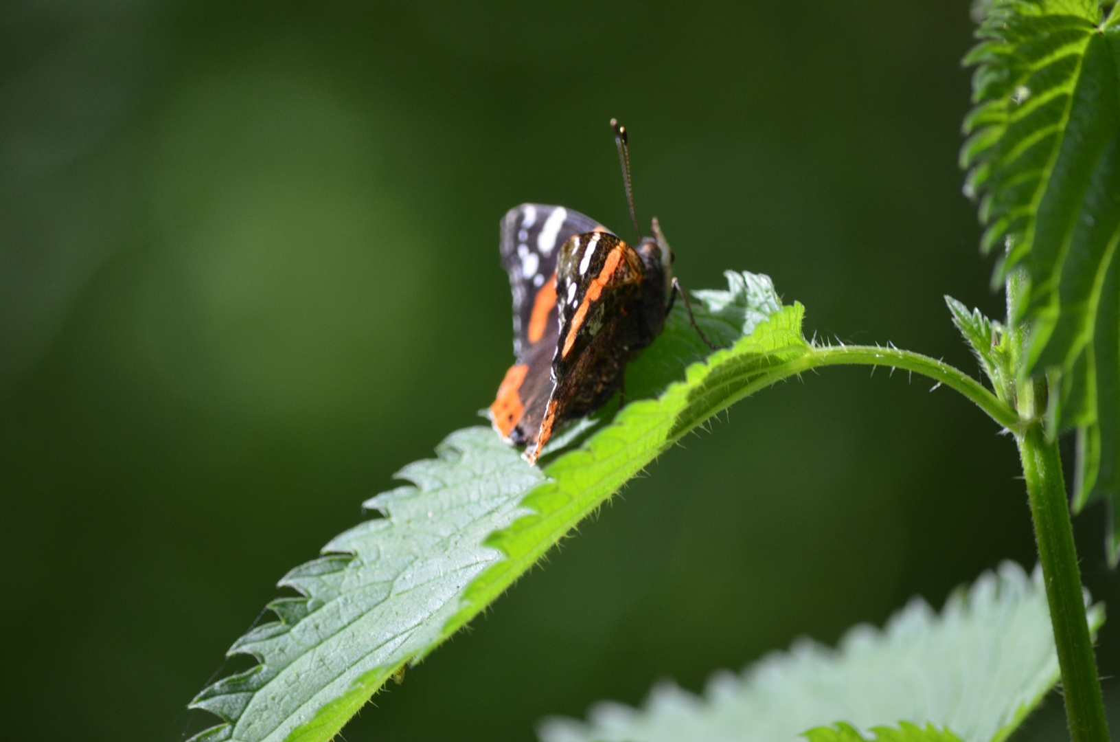 Ein Vanessa atalanta auf einer Brennnessel