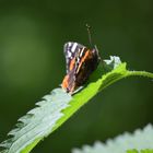 Ein Vanessa atalanta auf einer Brennnessel