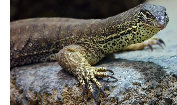 ein Varan Foto & Bild tiere, zoo, wildpark & falknerei, amphibien