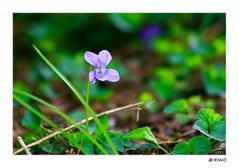 ein Veilchen in unserem Garten.......