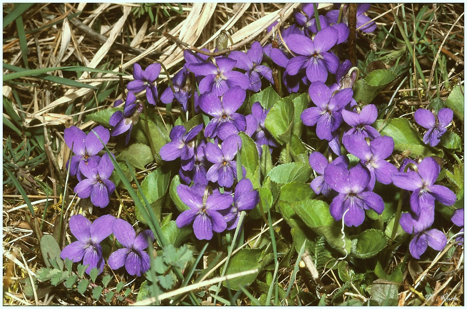 Ein Veilchen Sträußchen zum Sonntag  ,