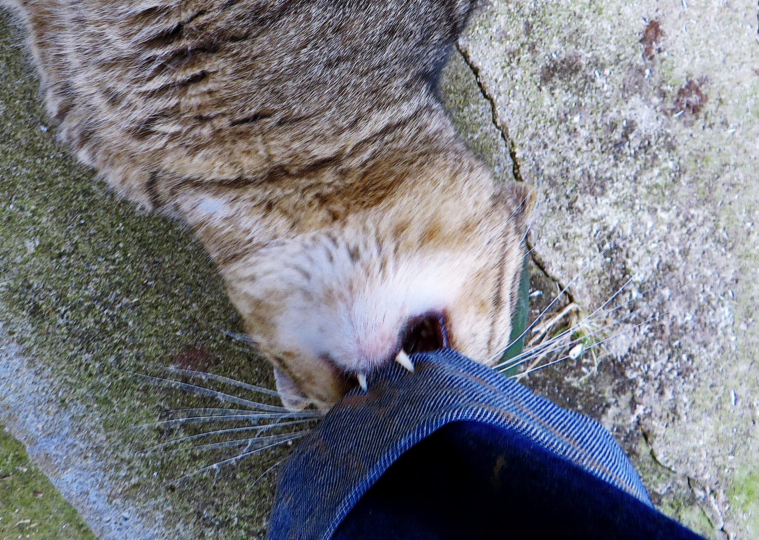 Ein verbissener Kater!  