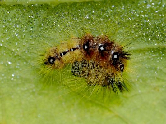 Ein verborgenes Juwel der heimischen Natur – Die Raupe der Ahorn Rindeneule