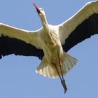 Ein verheirateter Storch (siehe Ring am Fuß) :-) beim Überflug -Gerade noch erwischt-