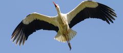 Ein verheirateter Storch (siehe Ring am Fuß) :-) beim Überflug -Gerade noch erwischt-