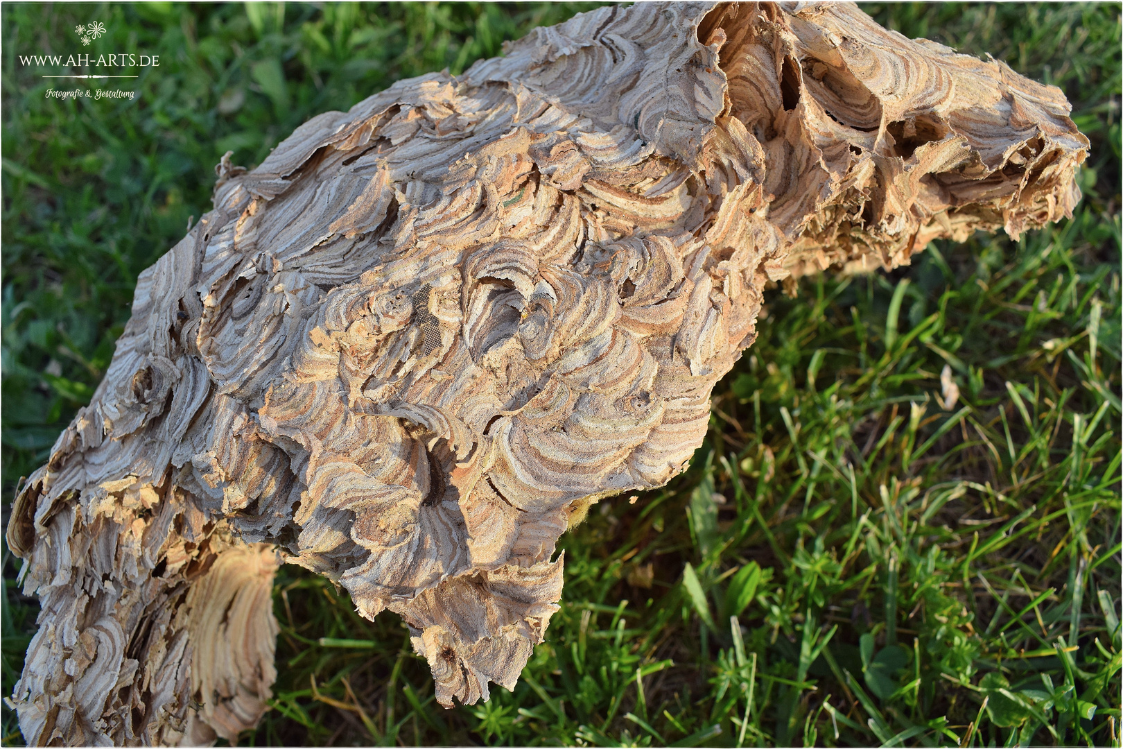 ...ein verlassenes Hornissen-Nest!