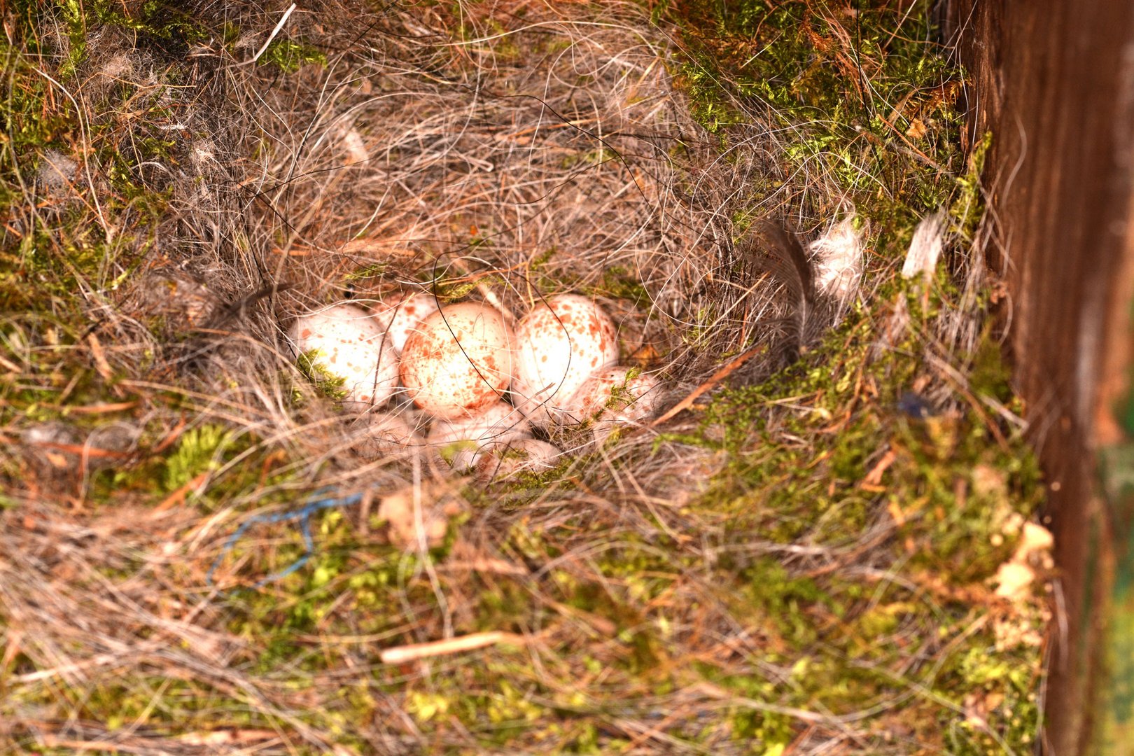 Ein verlassenes Nest der Blaumeise