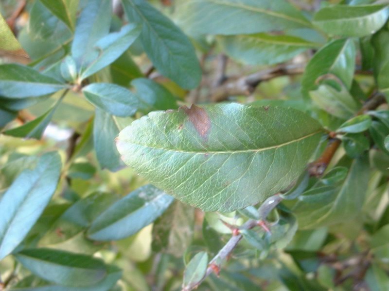 Ein verletztes Blatt...