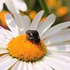 Ein verliebtes Käferpaar auf einer Margerite