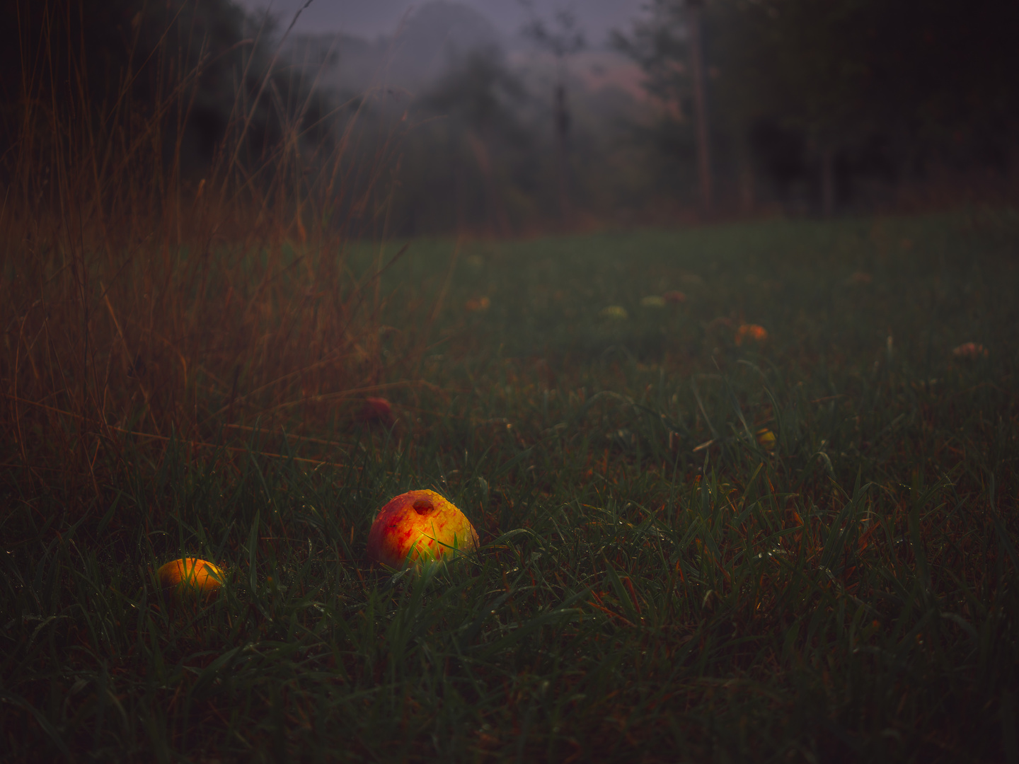 Ein verlorener Apfel im düsteren Gewand