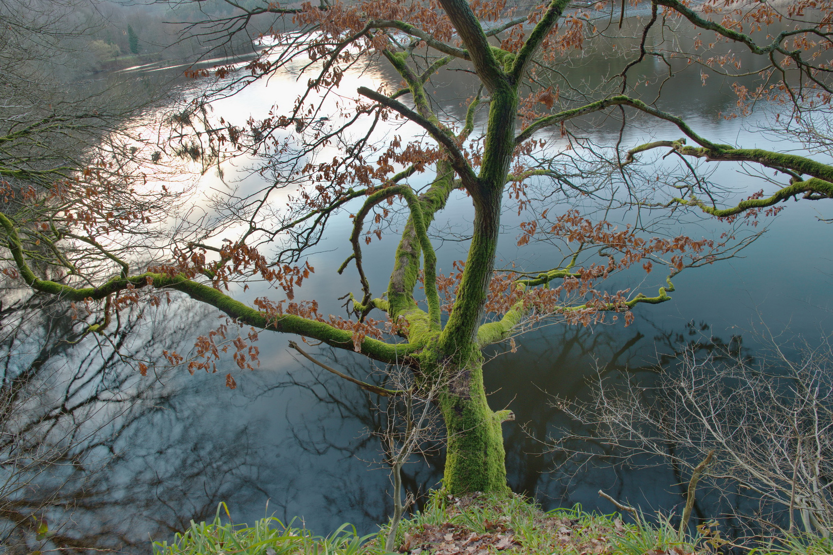Ein vermooster Baum am Obersee in der Eifel