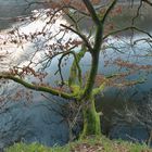 Ein vermooster Baum am Obersee in der Eifel