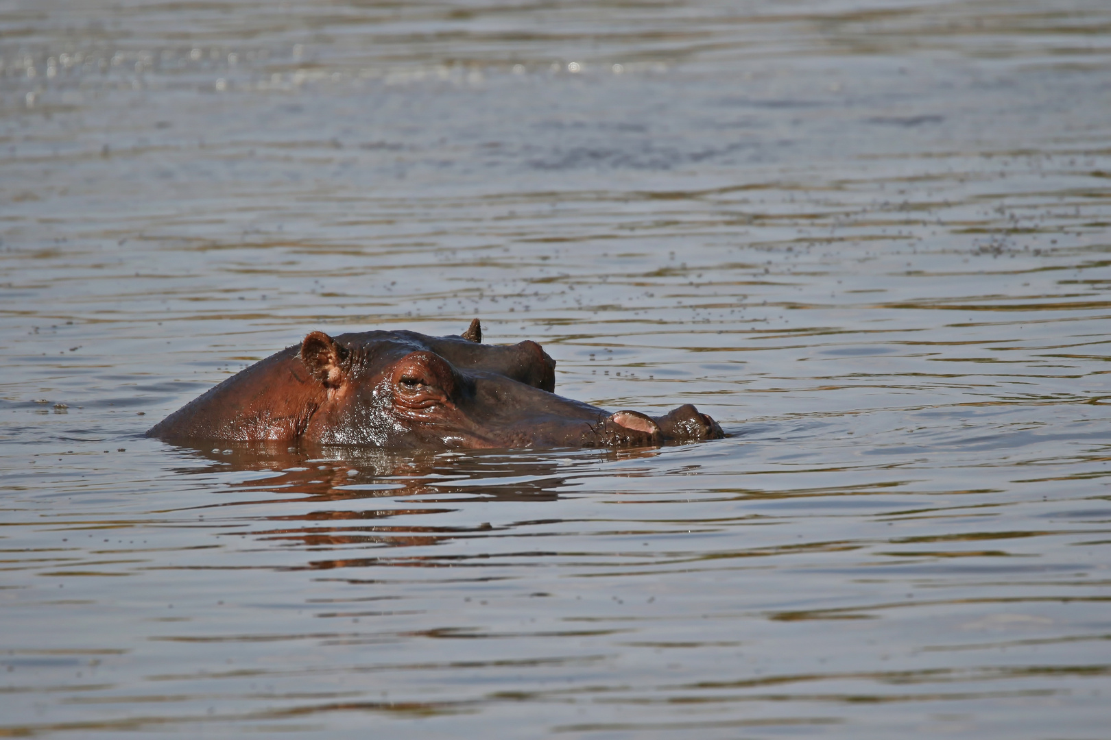 ein "verpenntes" Hippo :-)