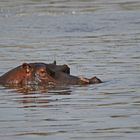 ein "verpenntes" Hippo :-)