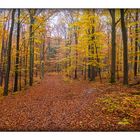 Ein verregneter Novembertag im Heilbronner Wald