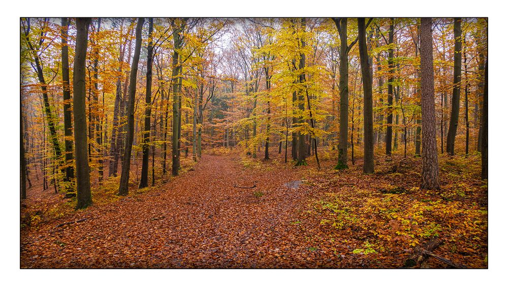 Ein verregneter Novembertag im Heilbronner Wald