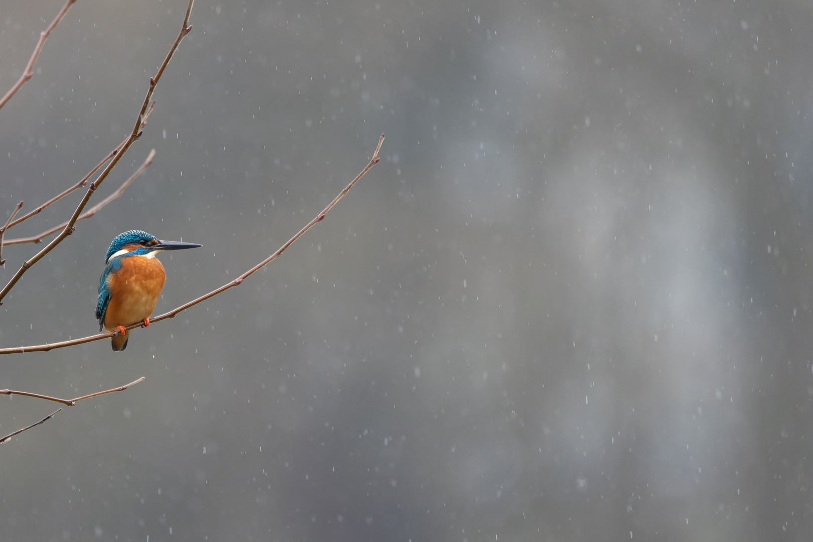 Ein Sonntag Foto & Bild tiere, wildlife, wild lebende