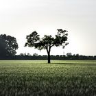 Ein verrotteter Baum zwischen Mannheim und Heidelberg