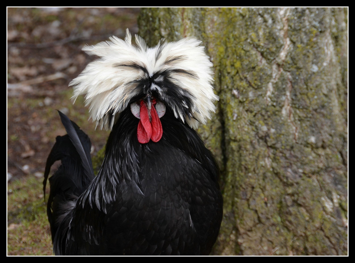 Verrücktes Huhn Verrücktes Huhn