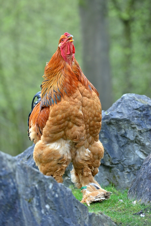 Ein verrücktes Huhn