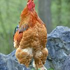 Ein verrücktes Huhn