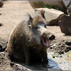 Ein verrücktes Wildschwein