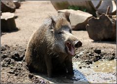 Ein verrücktes Wildschwein