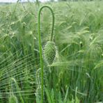 Ein verschlafenes Blümchen