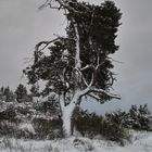 ein verschneiter und düster Morgen in der Hocheifelheide