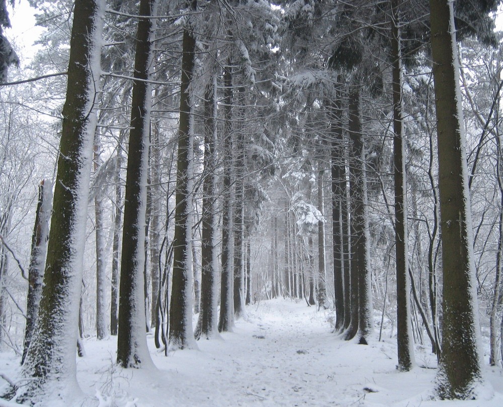 Ein verschneiter Waldweg