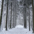 Ein verschneiter Waldweg