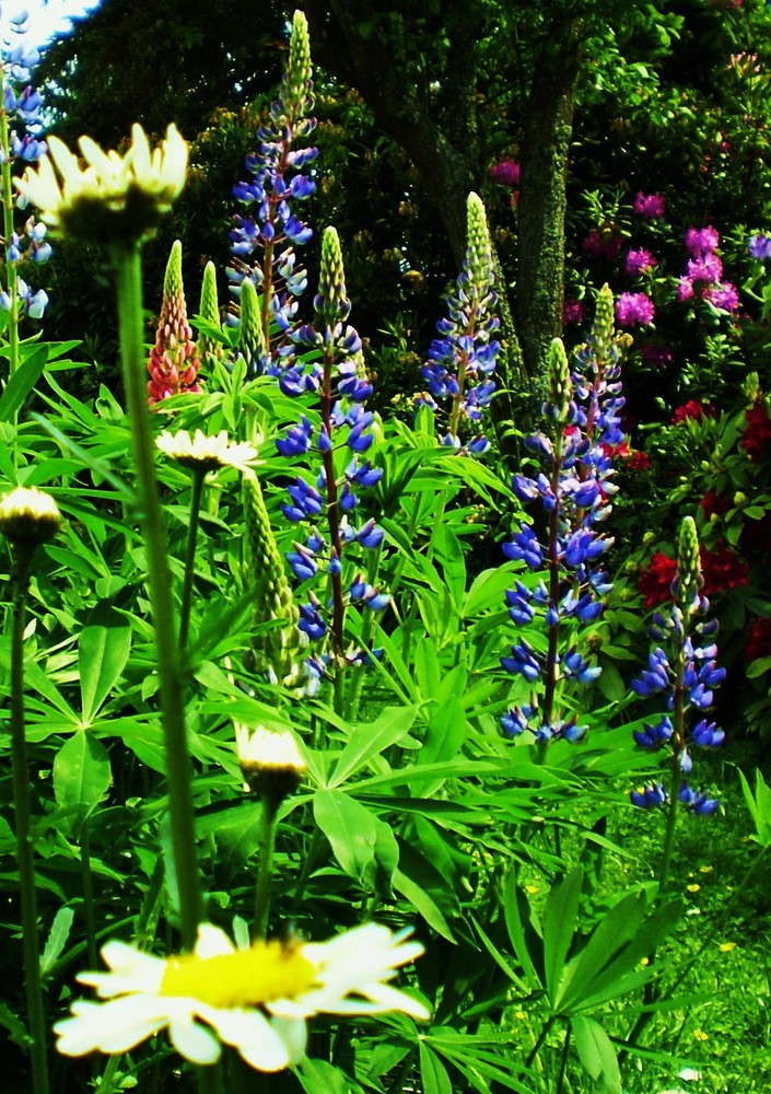 Ein verschwiegener Platz in meinem Garten